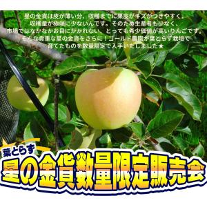 葉っぱの影は甘さのサイン【葉とらずりんご 星の...の詳細画像4