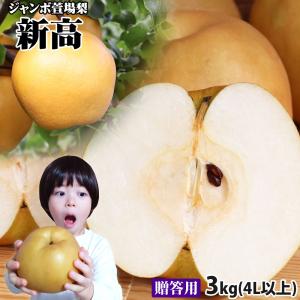 石垣島ゴールドパイン10kg（6〜11玉） 送料無料 : 果物と島野菜