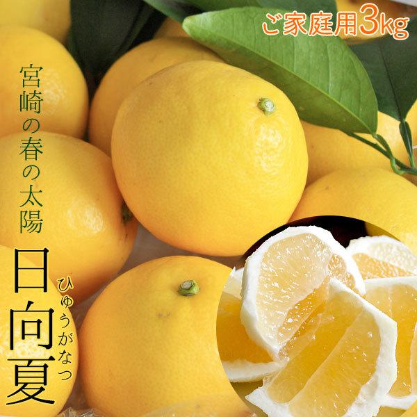 宮崎県産 【日向夏自家用3kg】 送料無料 15-20玉前後 直径6-8cm位です 露地栽培 春のさ...