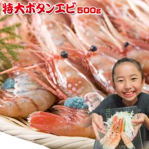 【お刺身用 特大ボタンエビ 500g】 エビの王様とも称される、濃厚な甘味とぷりぷり食感が抜群の鮮度抜群極上ぼたんエビ！ [※冷凍便]｜cameashi