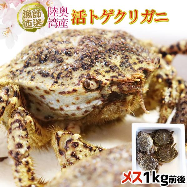 トゲクリガニ 活カニ 送料無料 青森陸奥湾 【トゲクリガニ 1kg前後 4-6杯】 メス限定 活きた...