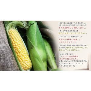 極みの極甘 とうもろこし 嶽きみ 送料無料 青...の詳細画像5