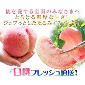 本場の 白桃 贈答用 秀品 送料無料 【福島県...の詳細画像2