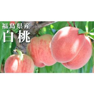 本場の 白桃 贈答用 秀品 送料無料 【福島県...の詳細画像3