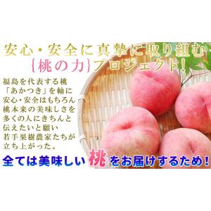 本場の 白桃 贈答用 秀品 送料無料 【福島県...の詳細画像4