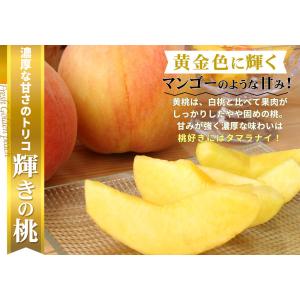 本場の 黄桃 贈答用 秀品 送料無料【福島県産...の詳細画像4