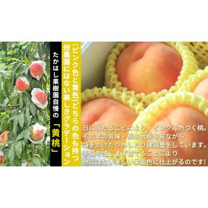 本場の 黄桃 贈答用 秀品 送料無料【福島県産...の詳細画像5