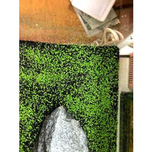 水中のグリーン絨毯 水草の種 ミニリーフ…の詳細画像3