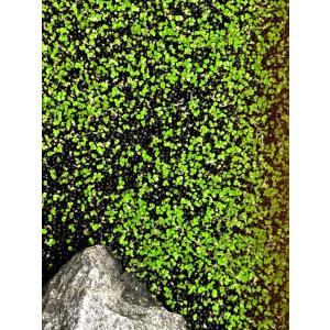 水中のグリーン絨毯 水草の種 ミニリーフ…の詳細画像4