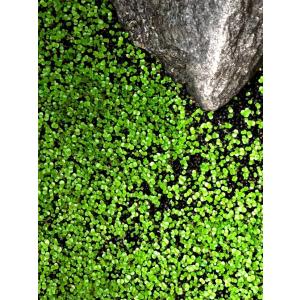 水中のグリーン絨毯 水草の種 ミニリーフ…の詳細画像5