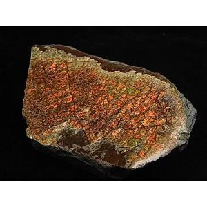 カナダ の 稀少 な 化石 宝石 【 アンモライト 原石 破片 】 KORITE