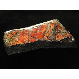 カナダ の 稀少 な 化石 宝石 【 アンモライト 原石 破片 】 KORITE