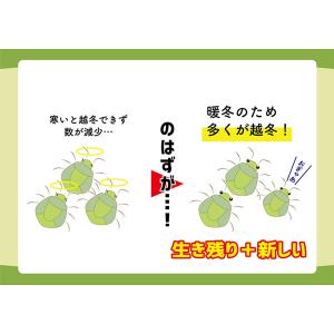 カメムシ 御免! (メール便送料無料) カメム...の詳細画像4