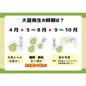 カメムシ 御免! (メール便送料無料) カメム...の詳細画像5