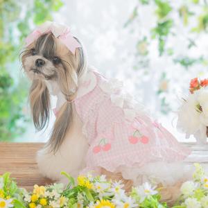 犬 服 犬の服 春夏 さくらんぼギンガムワンピ...の詳細画像1