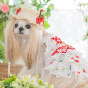 犬 服 犬の服 春夏 あまいイチゴのCOOLキ...の詳細画像2