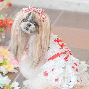 犬 服 犬の服 春夏 あまいイチゴのCOOLキ...の詳細画像4