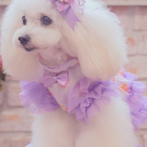 犬 犬服 秋冬服 ドックウェア ワンピース ス...の詳細画像4