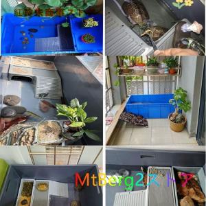 亀水槽 爬虫類 飼育ケース亀用水槽 カメ生息地...の詳細画像5