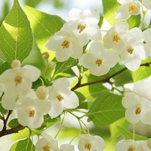 白い花の咲く木 花 ガーデニング の商品一覧 通販 Yahoo ショッピング