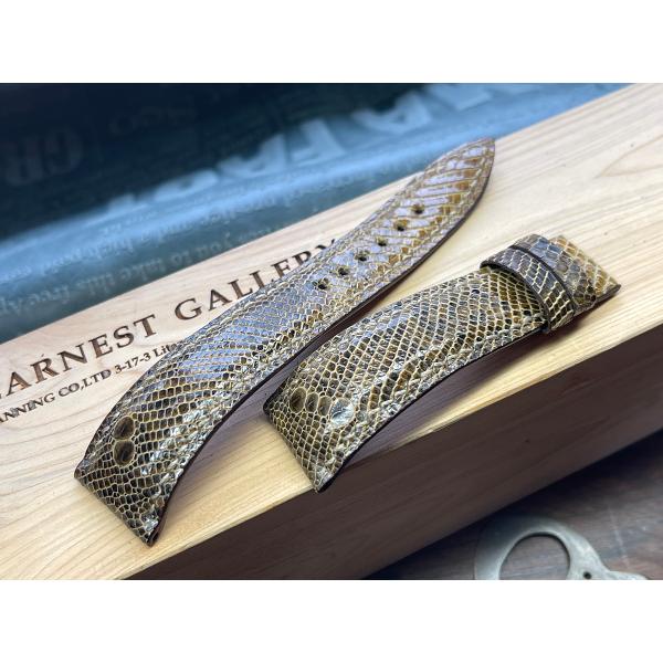 20ｍｍ、超希少、斑紋付き天然イグアナ！