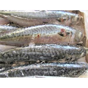 サバ 釣り餌の商品一覧 通販 Yahoo ショッピング