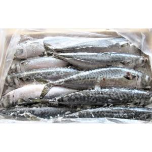冷凍品マサバ10kg箱 釣り 餌 つりえさ サバ板(一回購入1個まで)
