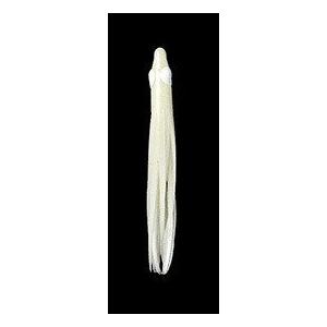 ヤマリア LP イカナゴ・オーロラ 2.5 A