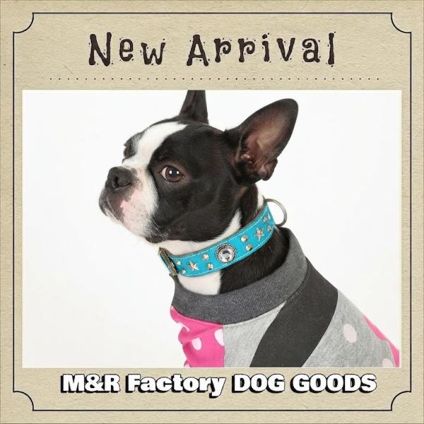 幅広い犬種に人気・M&amp;R Factory（新）ターコイズブルー・革製台付クリア・星スタッズ首輪250...