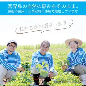 長命草 ・ 桑ノ葉 青汁粒 × 3袋 ( 3ヵ...の詳細画像3