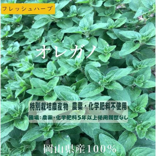 オレガノ　100g フレッシュハーブ　特別栽培農産物　無農薬　西日本　岡山県産旬野菜