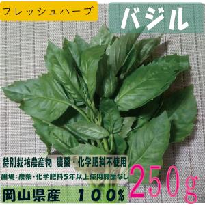 バジル 250g　特別栽培農産物 　無農薬　無化学肥料　ハーブ　西日本　岡山県産　旬野菜｜celestial-farm