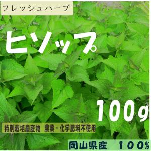 ヒソップ　hyssop　１００g フレッシュハーブ　特別栽培農産物　無農薬　西日本　岡山県産旬野菜｜celestial-farm