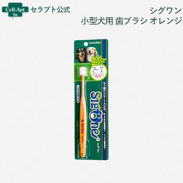 シグワン 小型犬用 歯ブラシ オレンジ　［ネコポス発送］9本まで（00315）