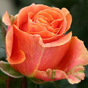 ミニバラ 苗 品種 オレンジ 花 中大輪 四季咲き カメルーン・フォーエバー 4号