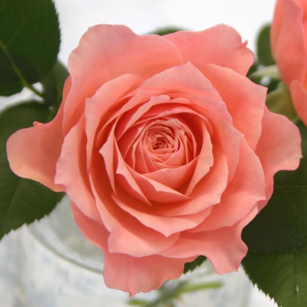 ミニバラ 苗 品種 ピンク 花 中大輪 四季咲き コモ・フォーエバー 4号