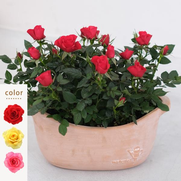 ミニバラ 鉢植え ギフト 赤 黄 ピンク 寄せ植え 誕生日 お祝い 母 花 四季咲き デイリーローズ