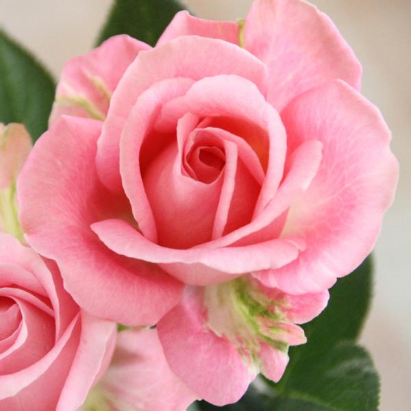 ミニバラ 苗 品種 ピンク 花 中大輪 四季咲き ピンク・インフィニティ 4号 (旧名称：ダークピン...