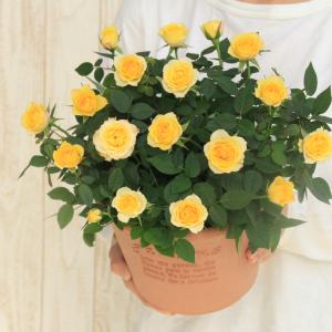 ミニバラ 鉢植え ギフト 赤 黄 ピンク 寄せ...の詳細画像2