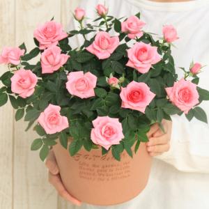 ミニバラ 鉢植え ギフト 赤 黄 ピンク 寄せ...の詳細画像3