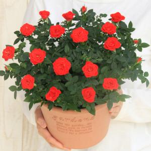 ミニバラ 鉢植え ギフト 赤 黄 ピンク 寄せ...の詳細画像1