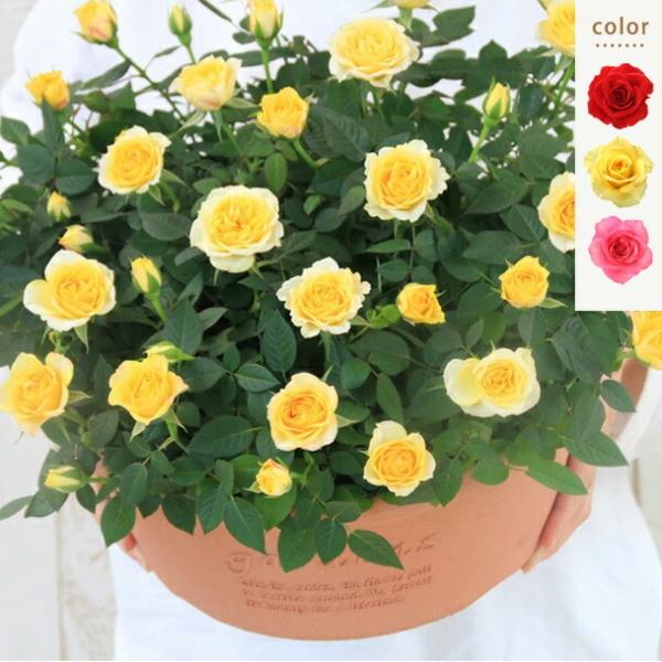 ミニバラ 鉢植え ギフト 赤 黄 ピンク 寄せ植え 誕生日 お祝い 母 花 四季咲き エコロ・フィー...