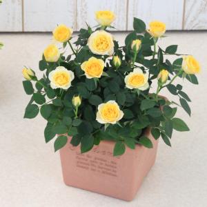 ミニバラ 鉢植え ギフト 赤 黄 ピンク 寄せ...の詳細画像2