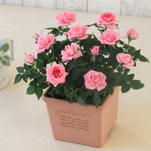 ミニバラ 鉢植え ギフト 赤 黄 ピンク 寄せ...の詳細画像3