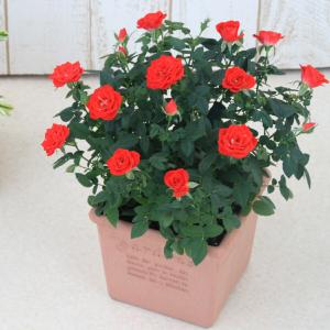 ミニバラ 鉢植え ギフト 赤 黄 ピンク 寄せ...の詳細画像1