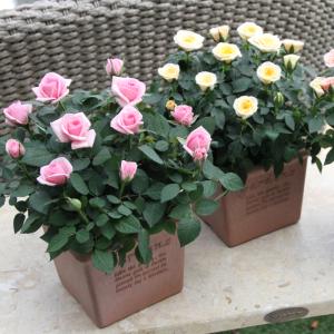 ミニバラ 鉢植え ギフト 赤 黄 ピンク 寄せ...の詳細画像5