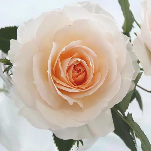 ミニバラ 苗 品種 白 花 中大輪 四季咲き フジサン・フォーエバー 4号