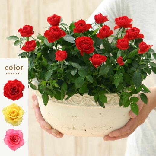 ミニバラ 鉢植え ギフト 赤 黄 ピンク 寄せ植え 誕生日 お祝い 母 花 四季咲き リエール・オー...
