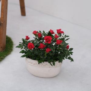 ミニバラ 鉢植え ギフト 赤 黄 ピンク 寄せ...の詳細画像2