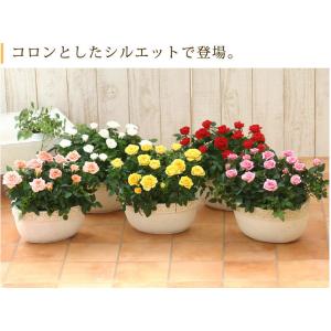 ミニバラ 鉢植え ギフト 赤 黄 ピンク 寄せ...の詳細画像1